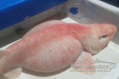 Peixe exotico e capturado no Mexico - Tubarao Cephaloscyllium ventriosum