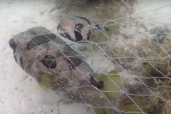 Peixe nao abandona companheiro que ficou preso em rede de pesca