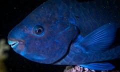  Conhecido como Budião Azul ou Papagaio pelo formato da boca em forma de bico