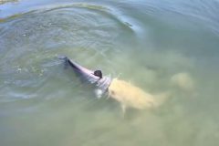 peixe-tenta-engolir-outro-semelhante-ainda-vivo-em-lago-nos-estados-unidos