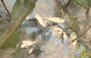 Peixes aparecem mortos em represa de Jardinópolis-SP