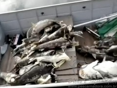 Peixes aparecem mortos no Rio Grande proximo a hidreletrica de marimbondo