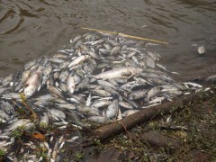 Peixes aparecem mortos no rio paraopeba em Jaceaba-MG