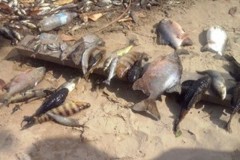 Peixes aparecem mortos proximo a Hidreletrica no Rio Araguari no Amapa 3