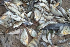 Peixes aparecem mortos proximo a Hidreletrica no Rio Araguari no Amapa 5