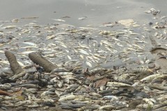 Peixes aparecem mortos proximo a Hidreletrica no Rio Araguari no Amapa 7