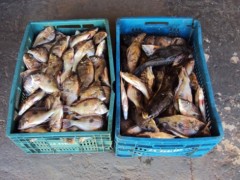 Peixes apreendidos em Epitacio estavam improprios para consumo