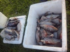 Peixes apreendidos em Onda Verde-SP