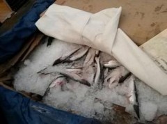 Peixes apreendidos pela PRF na BR-316 no Maranhão