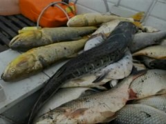 Peixes apreendidos pela PA do Rio Grande do Sul