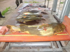 Peixes apreendidos pela PMA em Porto Murtinho MS