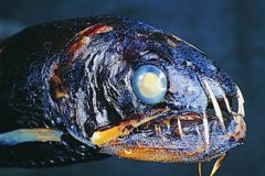 Peixes do abissal 13