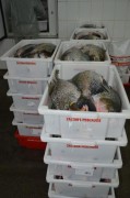 Peixes em processamento em Rondônia