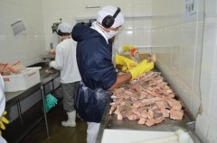 Peixes em processamento no frigorifico em Rondônia
