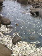 Milhares de peixes foram encontrados mortos em lago de Lajeado (Foto: Divulgação)