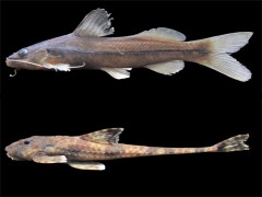 Peixes exoticos sao encontrados no litoral de SP