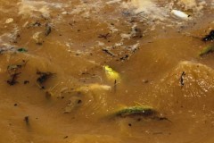 Peixes mortos comecam a ser enterrados por pescadores em Linhares-ES 2