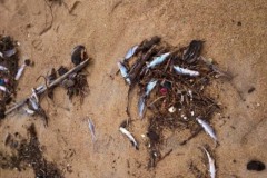 Peixes mortos comecam a ser enterrados por pescadores em Linhares-ES 3