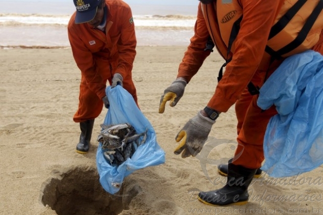 Peixes mortos começam a ser enterrados por pescadores em Linhares-ES