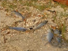 Peixes mortos na Lagoa Araruama-RJ (Imagem Globo.com)