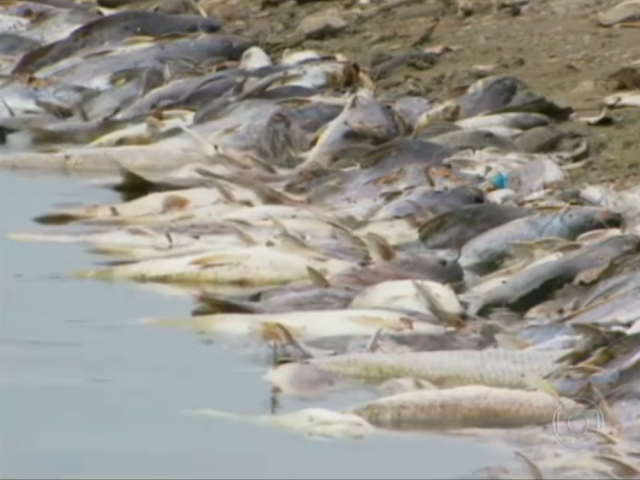Calor pode ter causado mortandade de peixes no Rio Tietê, em SP