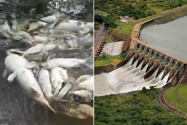 Pescadores denunciam mortandade de peixes abaixo da Hidrelétrica de Marimbondo-SP