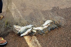 Peixes pescados em uma avenida no centro de Porto Velho