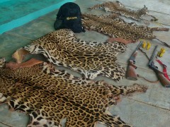 Peles de onca pintada apreendidas pelo Ibama no MT