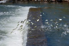 periodo-de-defeso-piracema