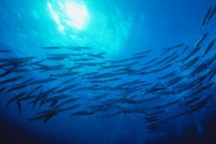 Pesca artesanal e industrial pode ter queda de US$ 10 Bilhoes por ano devido mudancas climaticas 3