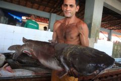 Pesca da gurijuba esta proibida e preocupa pescadores no Para