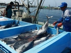 Pesca de-atum rabilho
