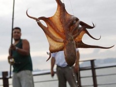 Pesca de polvo com agua sanitaria em Alagoas