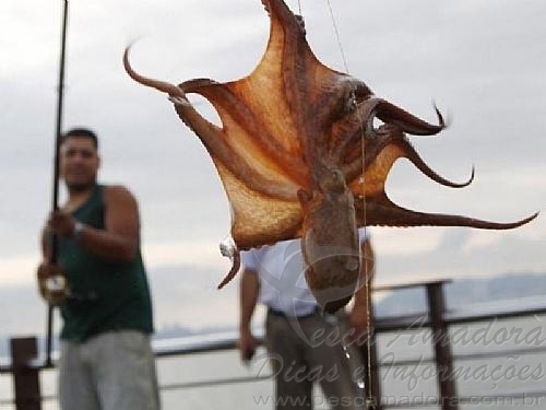 Homens são presos acusados de promover pesca predatória em Maceió-AL