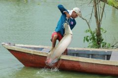 pesca-do-pirarucu-em-tocantins