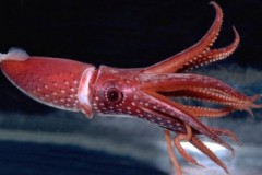 Pesca e aquecimento de oceano favorecem multiplicacao de polvos 2