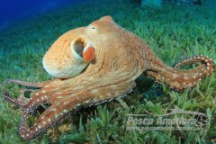 Pesca e aquecimento de oceano favorecem multiplicacao de polvos