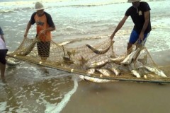 Pesca extrativista de roblo em Barra Velha - SC