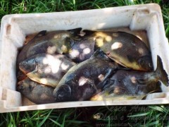 Pesca ilegal na usina de Ilha Solteira-MS