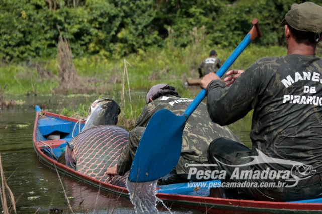 Pesca sustentável do pirarucu traz benefícios para comunidades pesqueiras no Acre