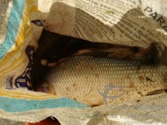 Pescado apreendido com grupo no Rio Srocaba-SP