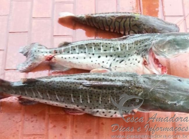 PMA prende três e apreende 40 kg de pescado no MS