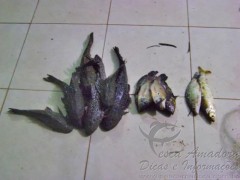 Pescado apreendido em Adamantina-SP