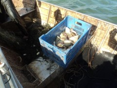 Pescado apreendido em Bataguassu-MS