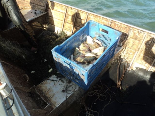 PMA prende e multa dois com 400 metros de redes e 15 kg de pescado no MS