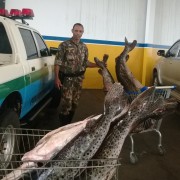 Pescado apreendido em Cassilandia-MS