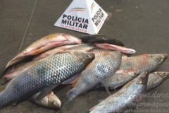 Pescado apreendido em Patrocinio-MG