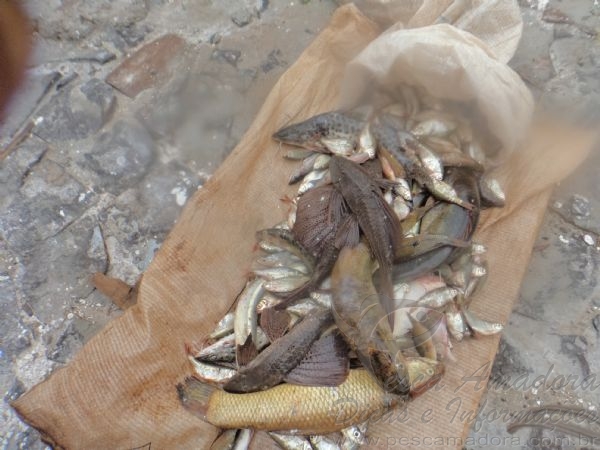 Policia Ambiental apreende redes e 15 kg de pescado em Saudade do Iguaçu-PR