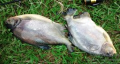 Pescado apreendido em Taboado-MS