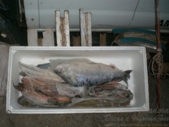 Pescado apreendido em Tapira-PR